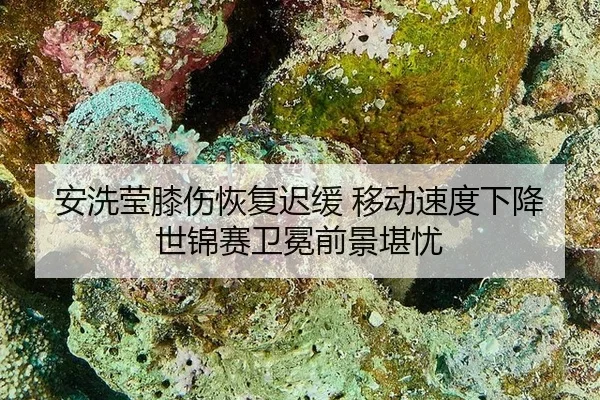 安洗莹膝伤恢复迟缓 移动速度下降 世锦赛卫冕前景堪忧
